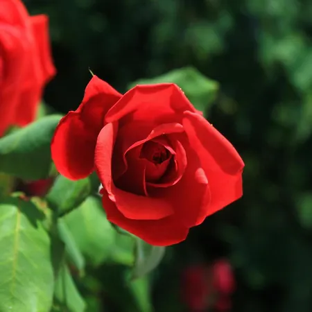 Διαμέρισμα By The Sea Loviste, Peljesac - 10255 *