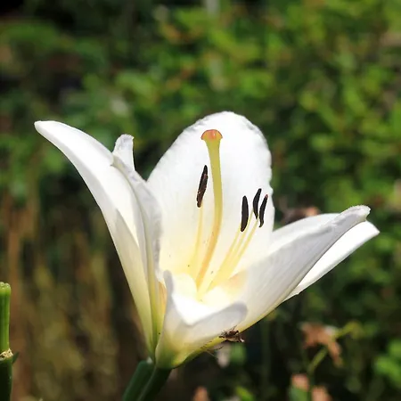 By The Sea Loviste, Peljesac - 10255 Διαμέρισμα *