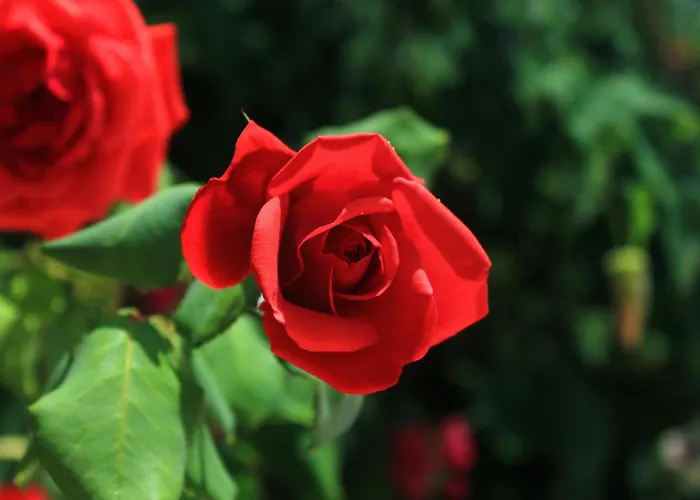 Διαμέρισμα By The Sea Loviste, Peljesac - 10255 *