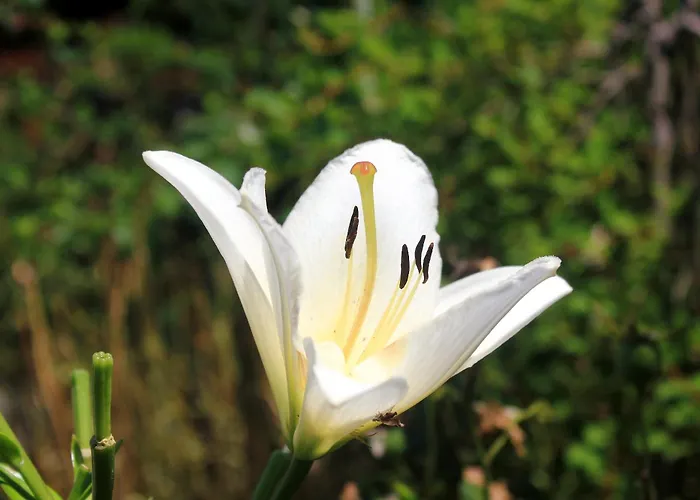 By The Sea Loviste, Peljesac - 10255 Appartamento *